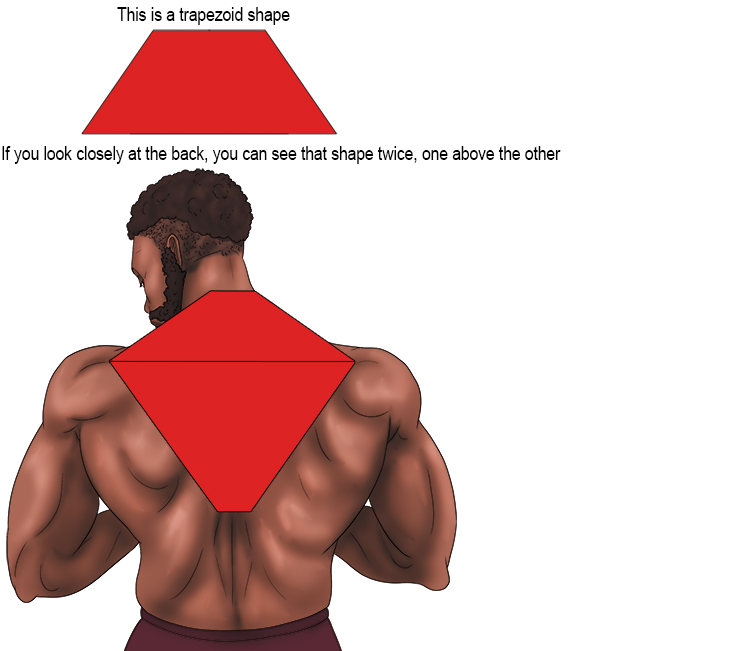 A way to remember this is to realise that the trapezius is named for its trapezoidal shape as below: